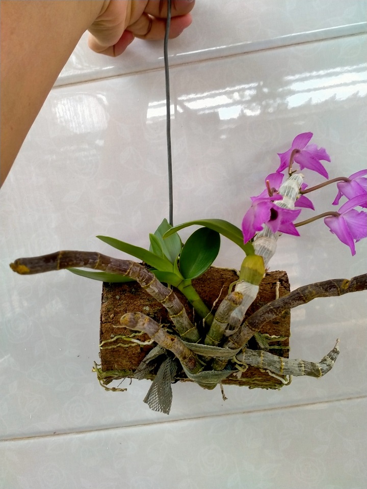 Hoa lan trầm tím điện biên (cây đẳng cấp, cao 20cm)