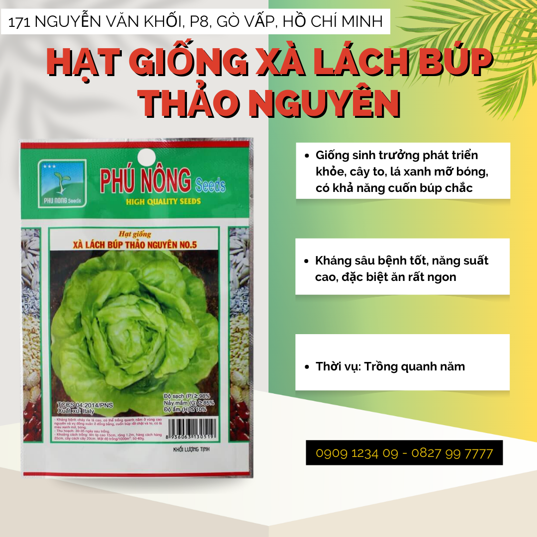 Hạt Giống Rau Xà Lách Búp Phú Nông,  hạt giống chắc khỏe, tỉ lệ nẩy mầm cao (Vườn Sài Gòn)