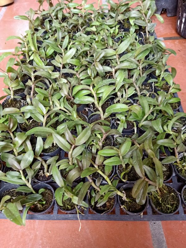 combo 2 cốc giả hạc cát bà