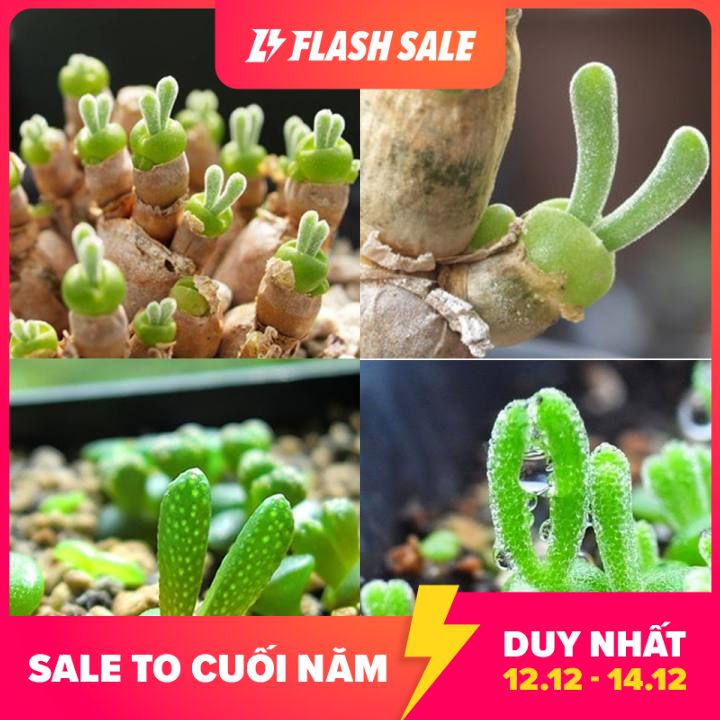 MJ233 Hạt giống Xương rồng tai thỏ 20 hạt