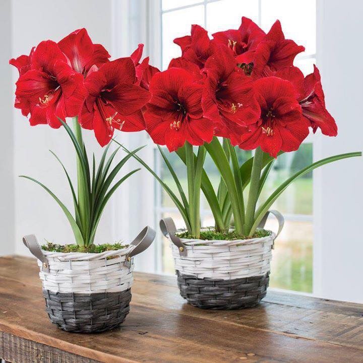 Củ hoa lan huệ tây màu đỏ nhung-1 củ-củ ngậm nụ sắn ,nhanh ra hoa
