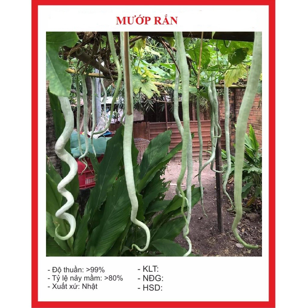 Hạt Giống Mướp Rắn siêu Dài -gói 5 hạt