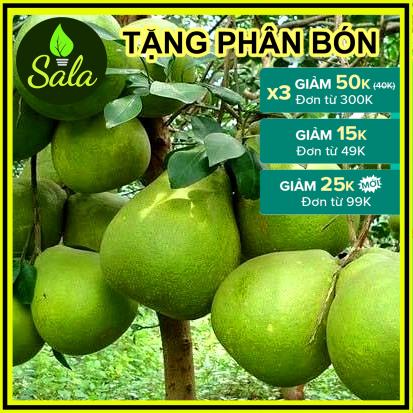 CÂY GIỐNG BƯỞI DA XANH RUỘT HỒNG (BƯỞI RUỘT ĐỎ)