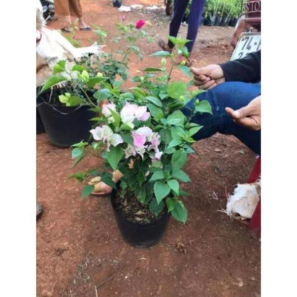 Cây hoa giấy Thái phớt hồng