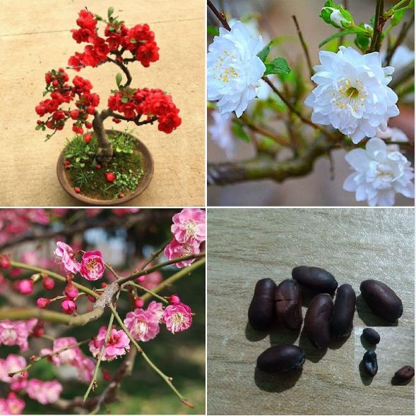 Hạt giống mai trung quốc nhiều màu - gói 5 hạt