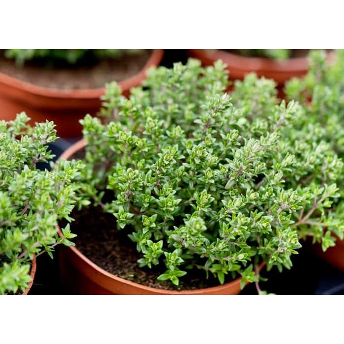MA48B GÓI 10 Hạt Giống Cỏ Xạ Hương Thyme