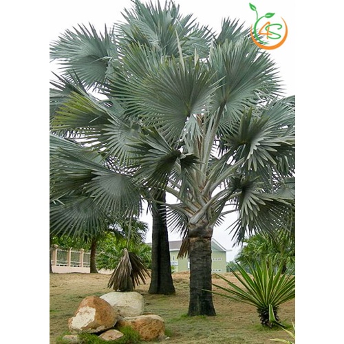 cây giống Cọ Bạc (kè bạc)