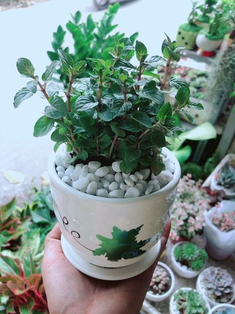 [HCM]Chậu Bạc Hà Doutblemint
