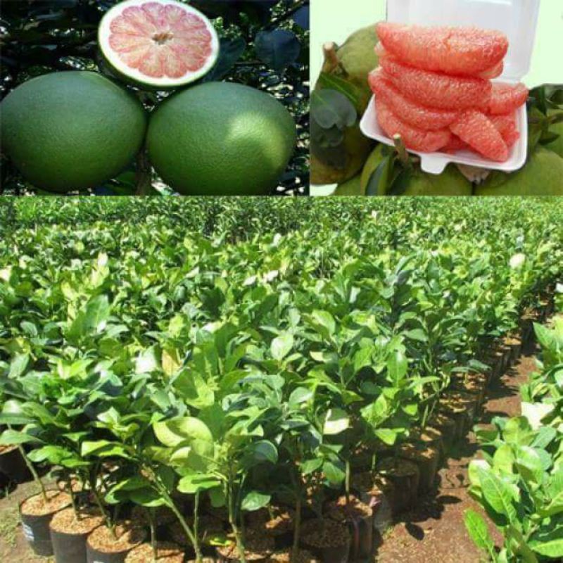 Cây giống Bưởi Năm Roi ( 5 roi )