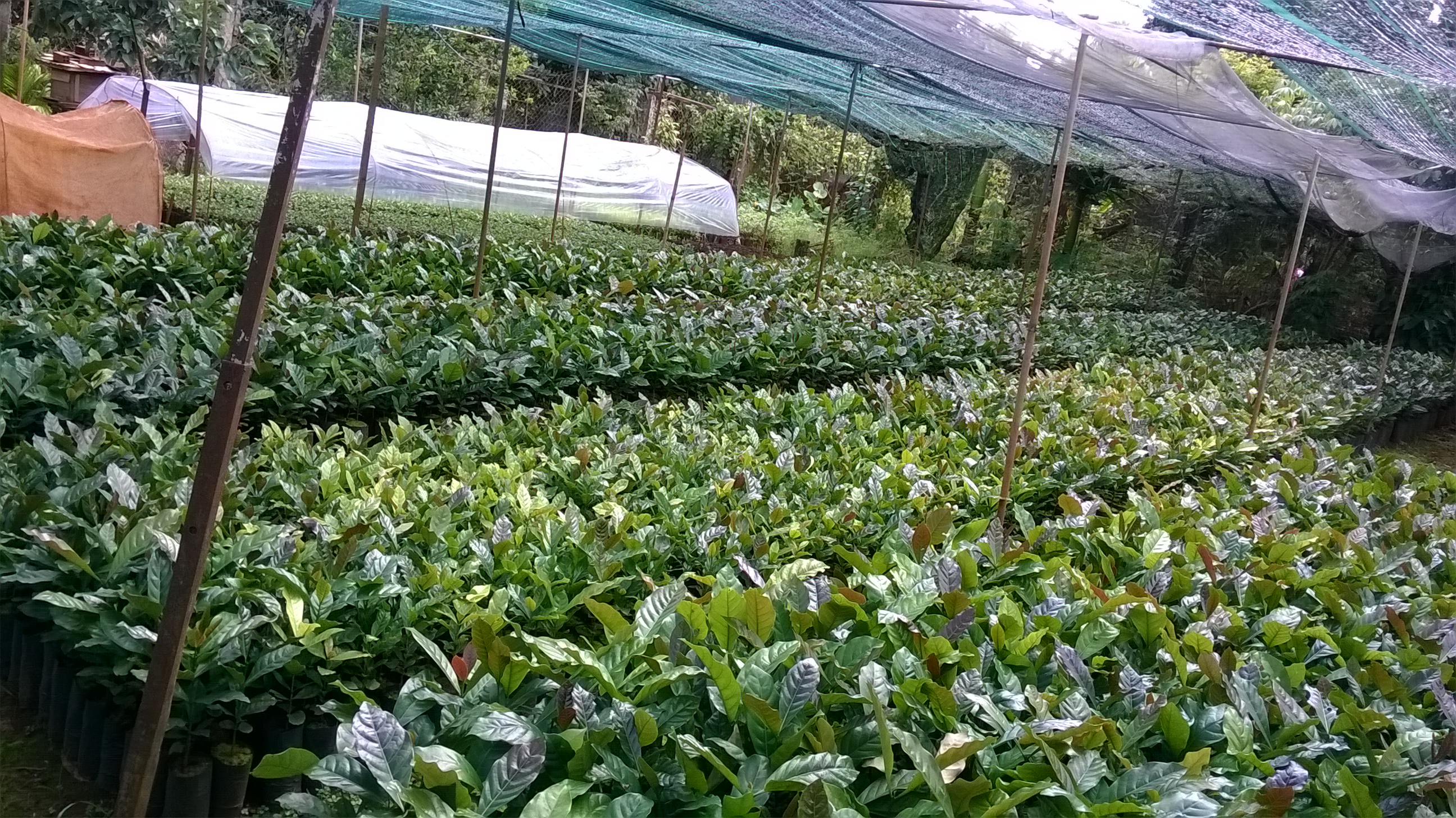 CÂY GIỐNG CÀ PHÊ TR9 ( CÂY GHÉP CHO TRÁI SỚM,siêu trái ).