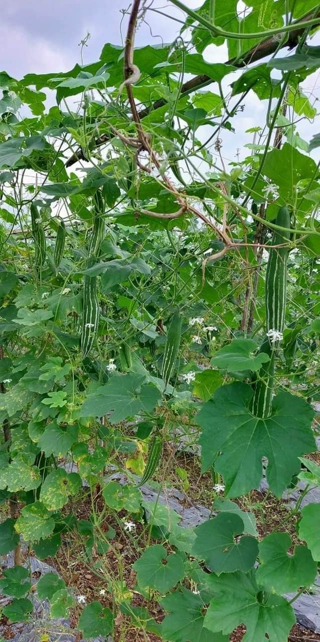 GÓI 10 HẠT GIỐNG MƯỚP NHẬT (LẶC LÈ )