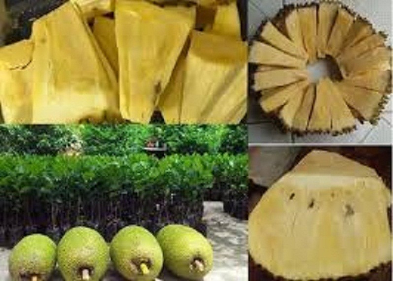 CÂY GIỐNG MÍT KHÔNG HẠT