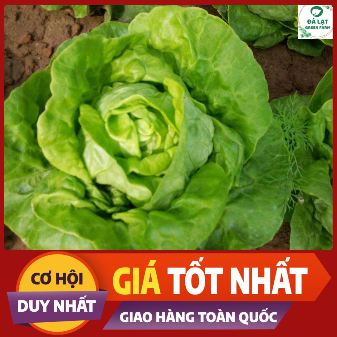 2GR - HẠT GIỐNG XÀ LÁCH BÚP MỠ (ĐĂM)