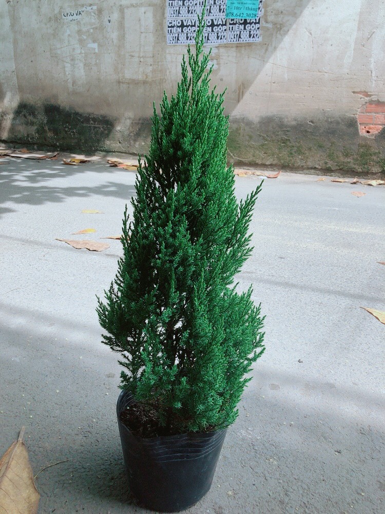 Cây Tùng (Cây Sơn Tùng)