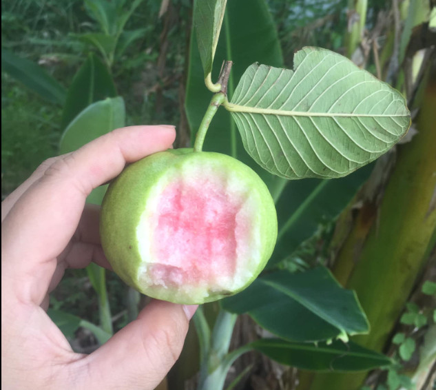 Ổi ruby, ổi ru by ruột đỏ giòn ngọt 1kg, 2kg 3kg