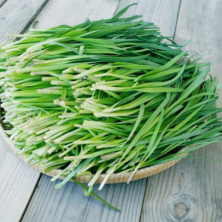 Hạt giống hẹ lá HN gói 1gr