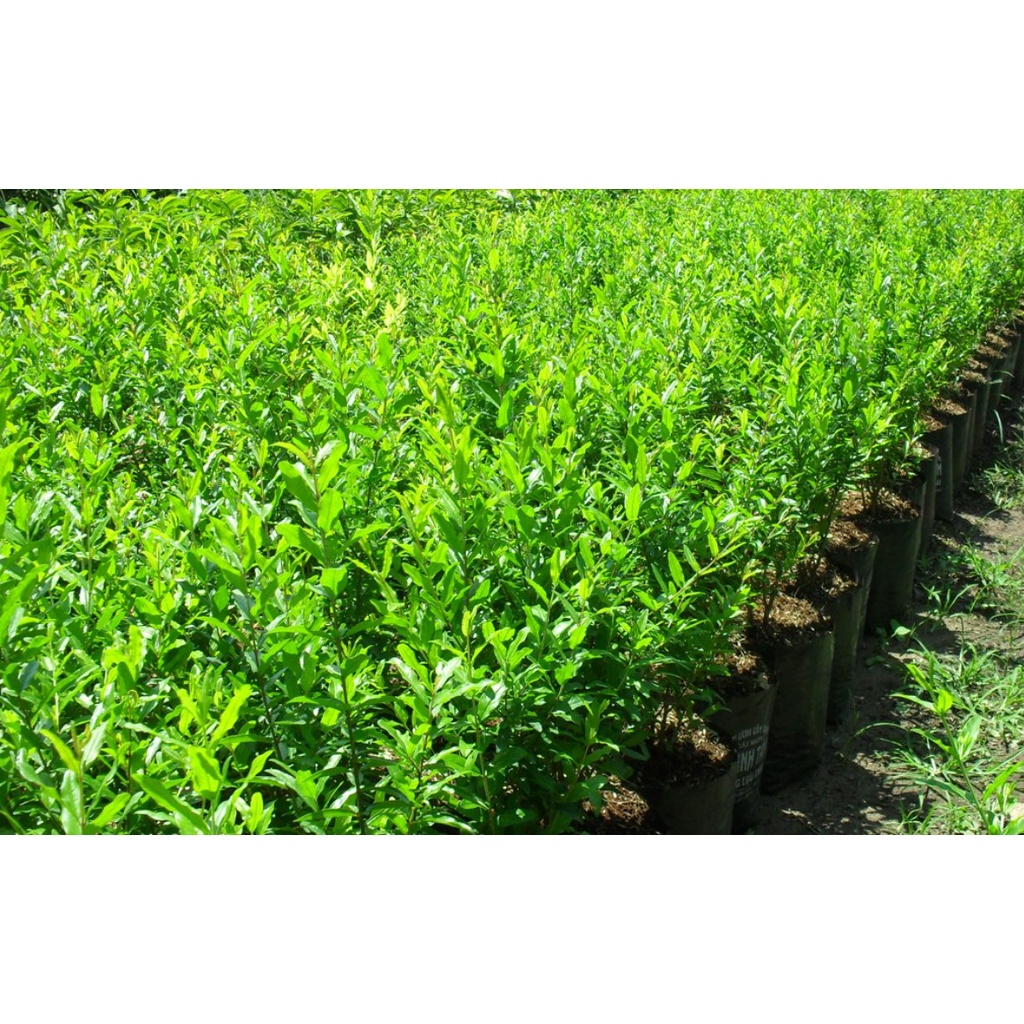Cây Lựu Đen giống