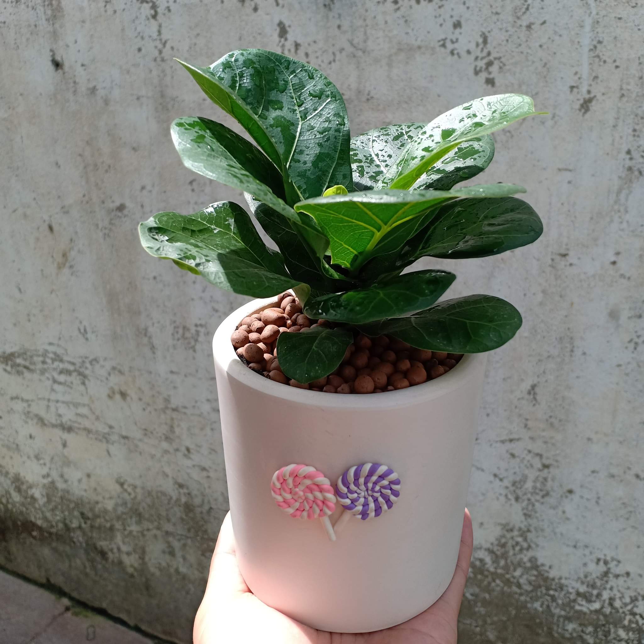 Cây Bàng Sing để bàn