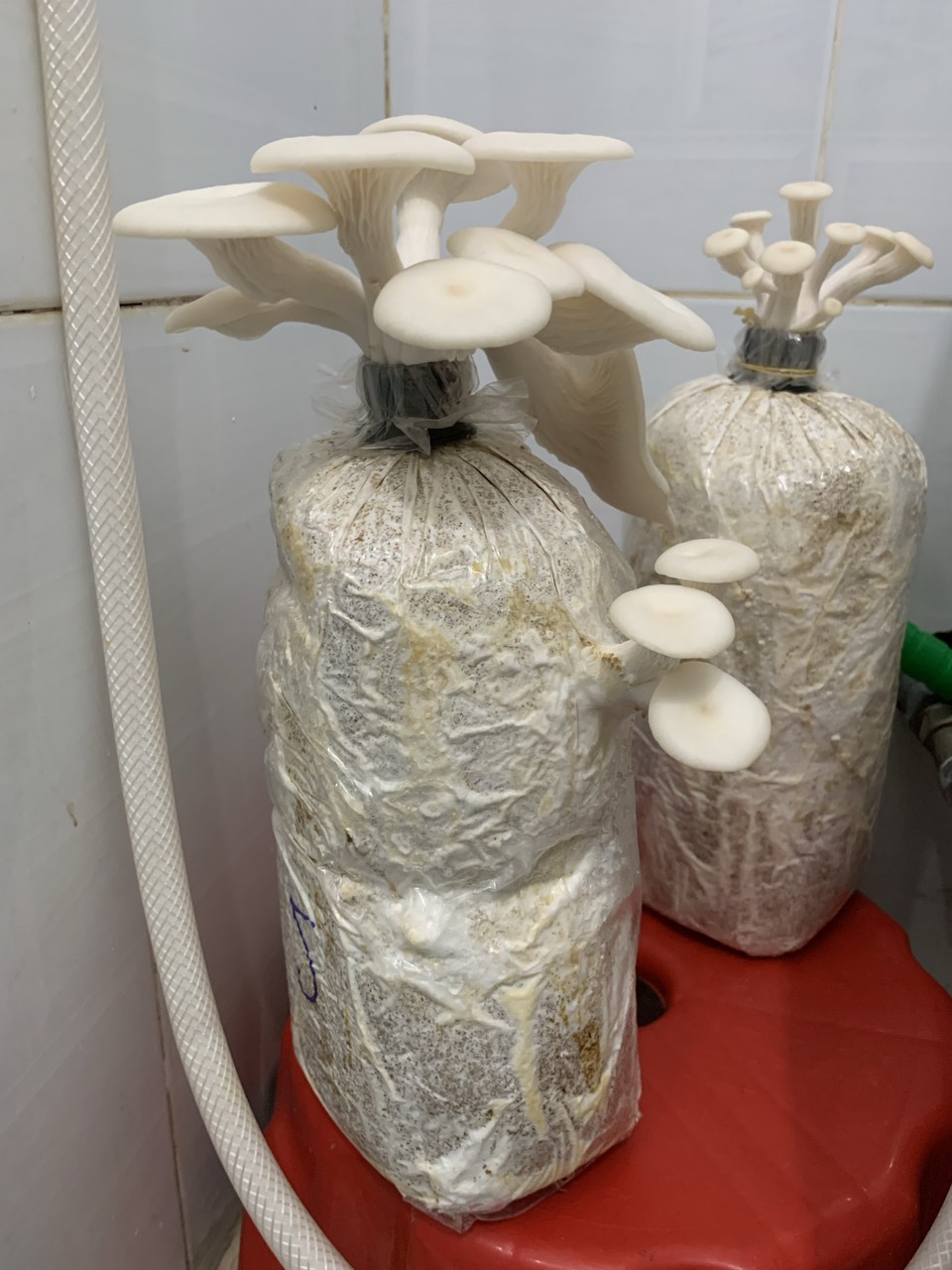 Phôi nấm sò (Kiện 6 bịch)