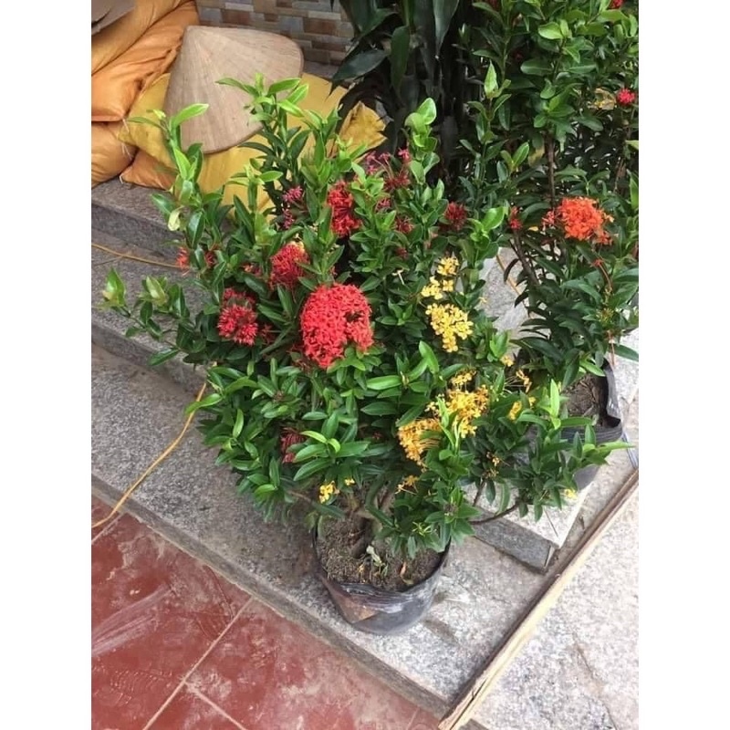 CÂY HOA MẪU ĐƠN NGŨ sắc