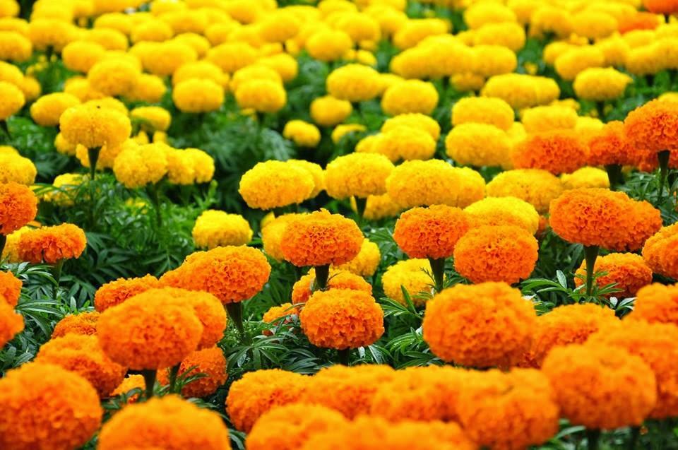 Hạt giống hoa Cúc Vạn Thọ Mỹ  - 50 hạt