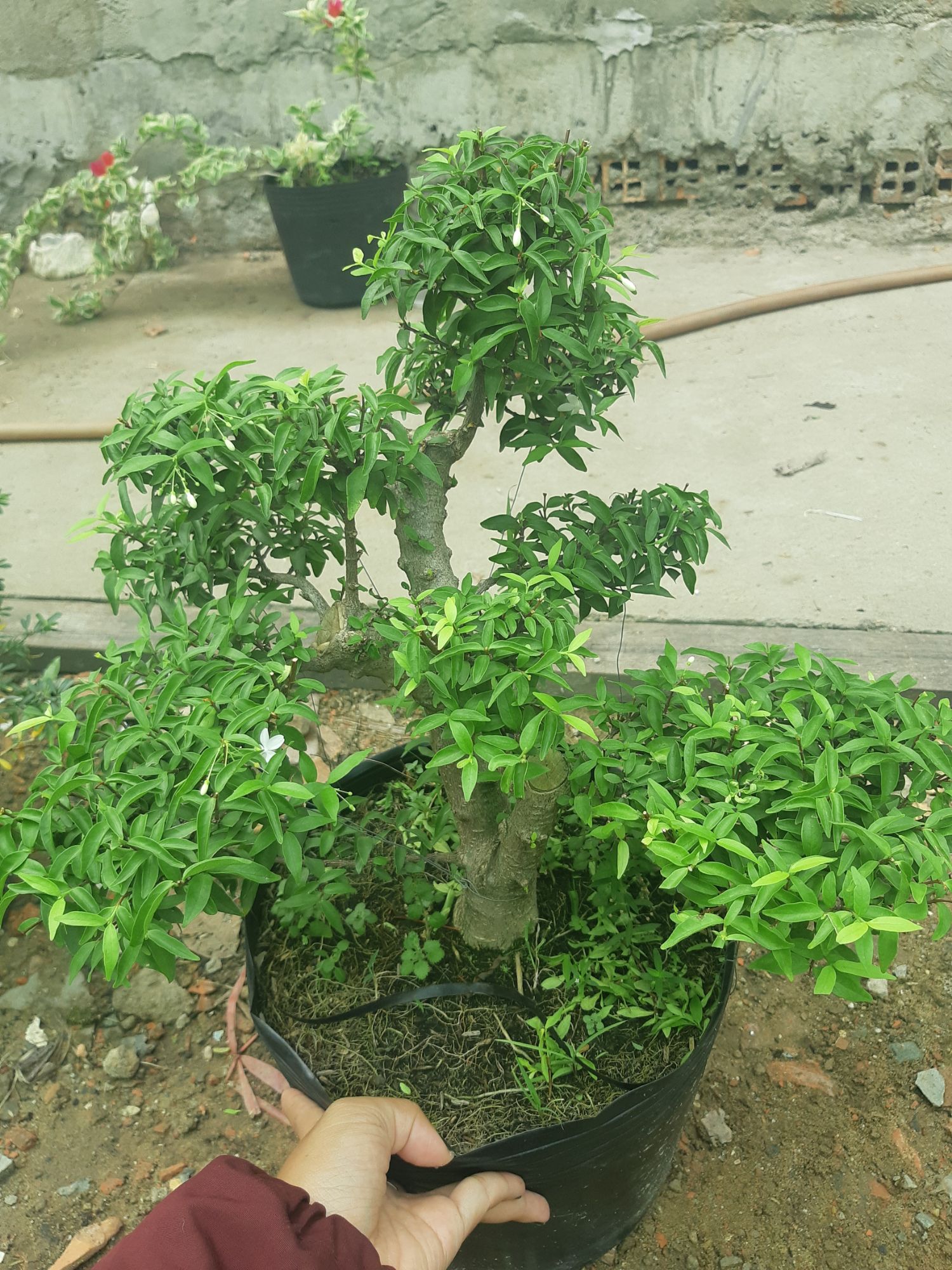 mai chiếu thủy gốc gân lớn