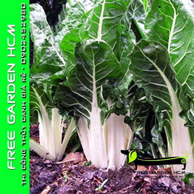 3000 HẠT GIỐNG CẢI CẦU VỒNG ĐỎ/ CẢI CẦU VỒNG TRẮNG RZ Hà Lan