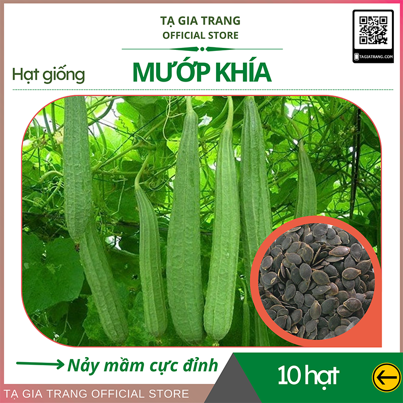Hạt giống mướp khía