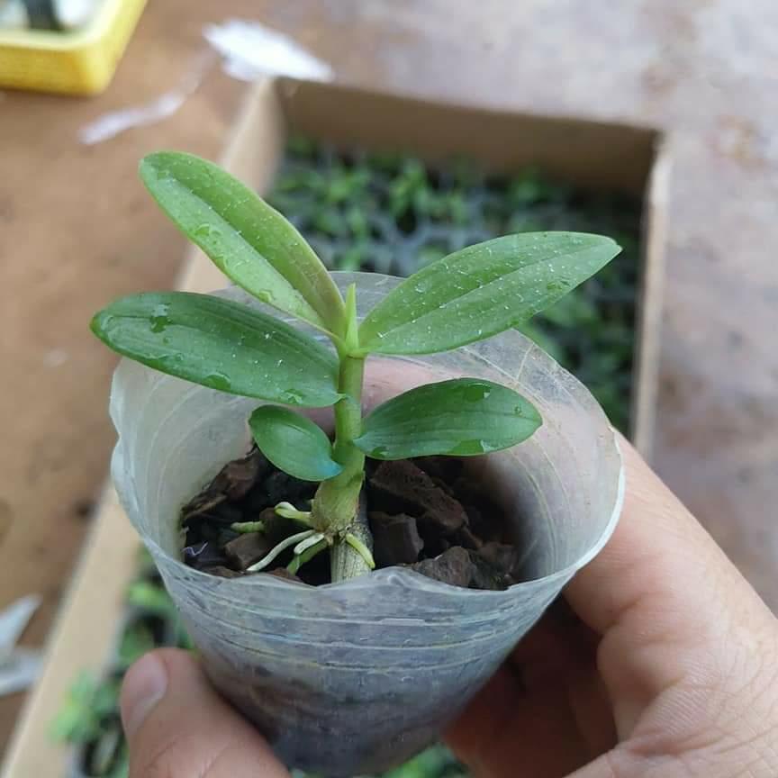 3 Cốc Giả Hạc ươm kie hoa xổ số