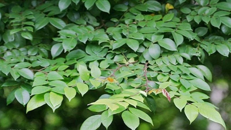 lÁ KHẾ TƯƠI 500G,1KG
