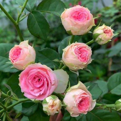 Hoa hồng bụi Mini Eden Rose - say hoa
