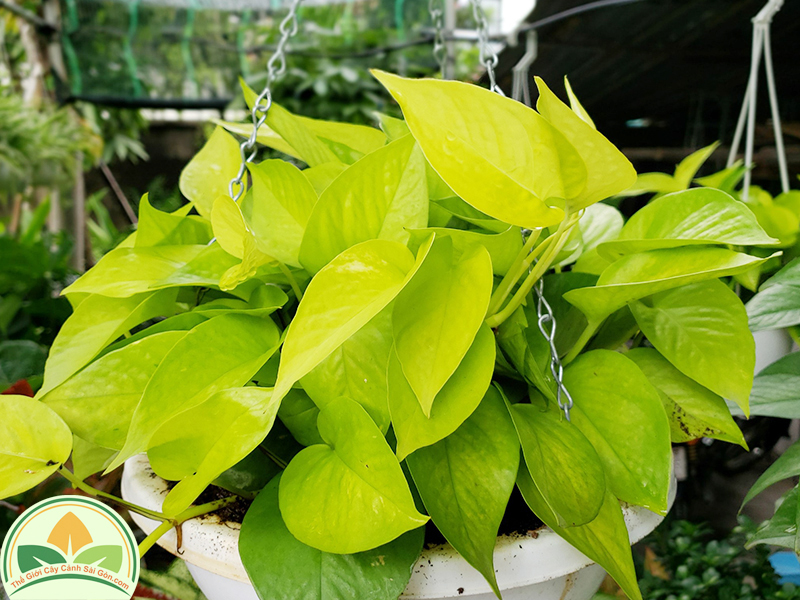 Cây trầu bà vàng - Cây cảnh để bàn