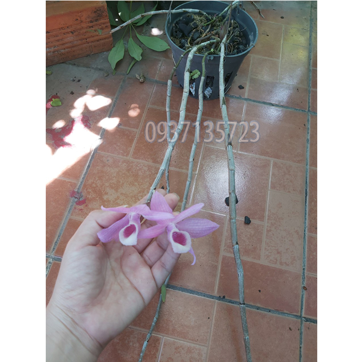 cây lan giả hạc pháp cây lớn