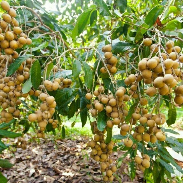 Cây giống Nhãn xuồng cơm vàng