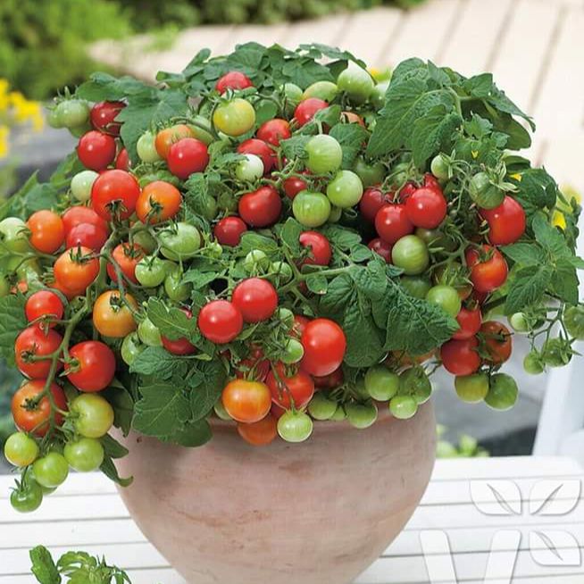 Hạt giống cà chua bi lùn đỏ -gói 20 hạt