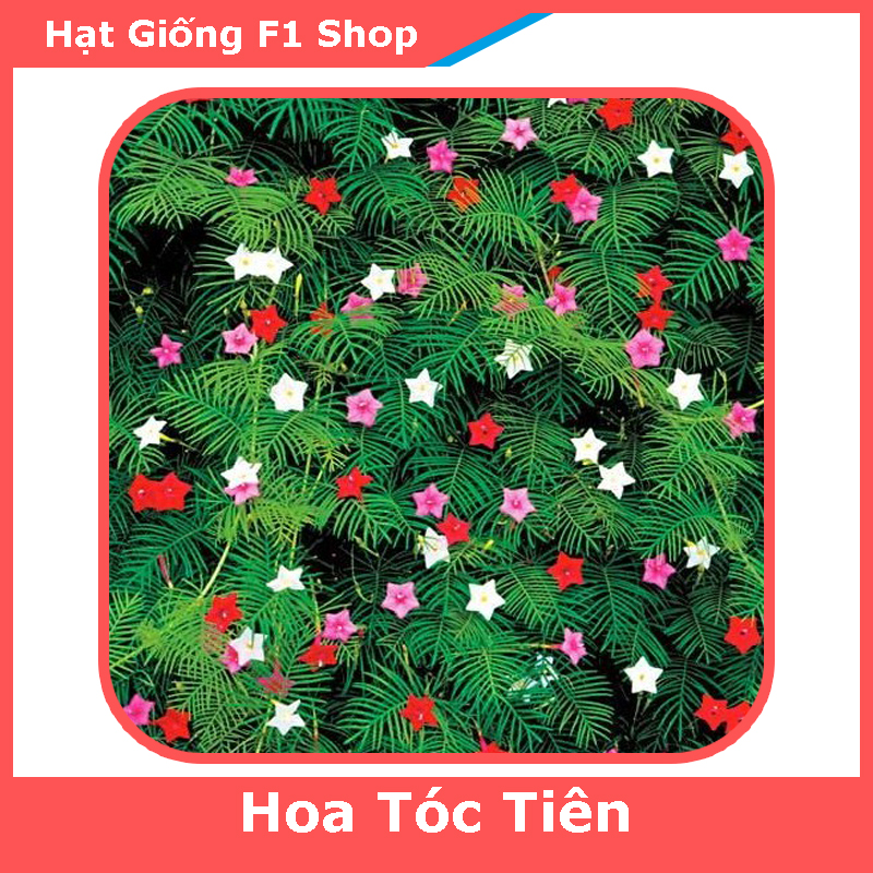 Hạt Giống Hoa Dây Leo Tóc Tiên Mix - 20H (125.F1)