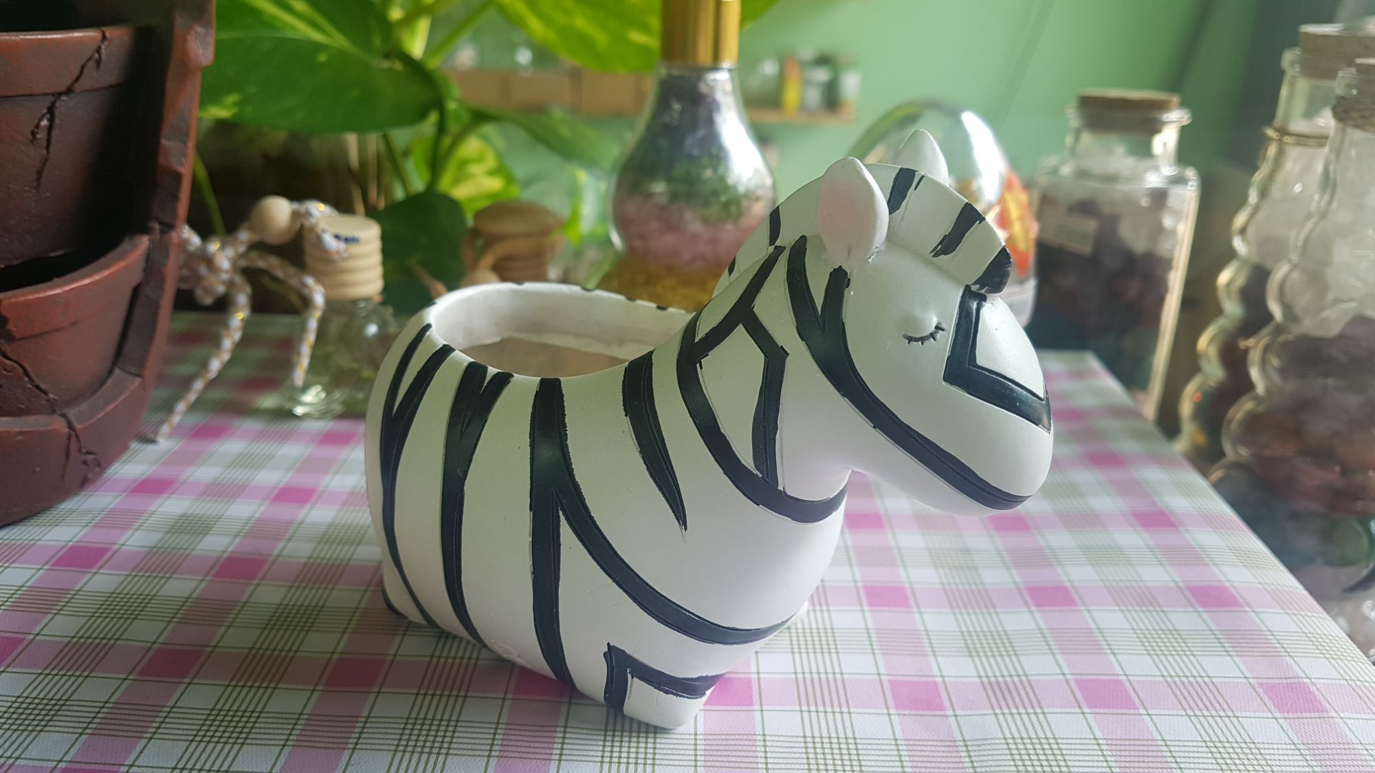 chậu trồng cây ngựa vằn