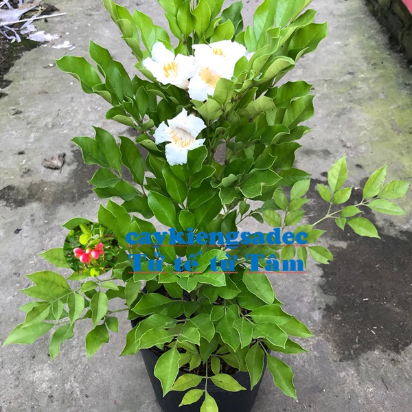Nguyệt quế thái hoa thơm