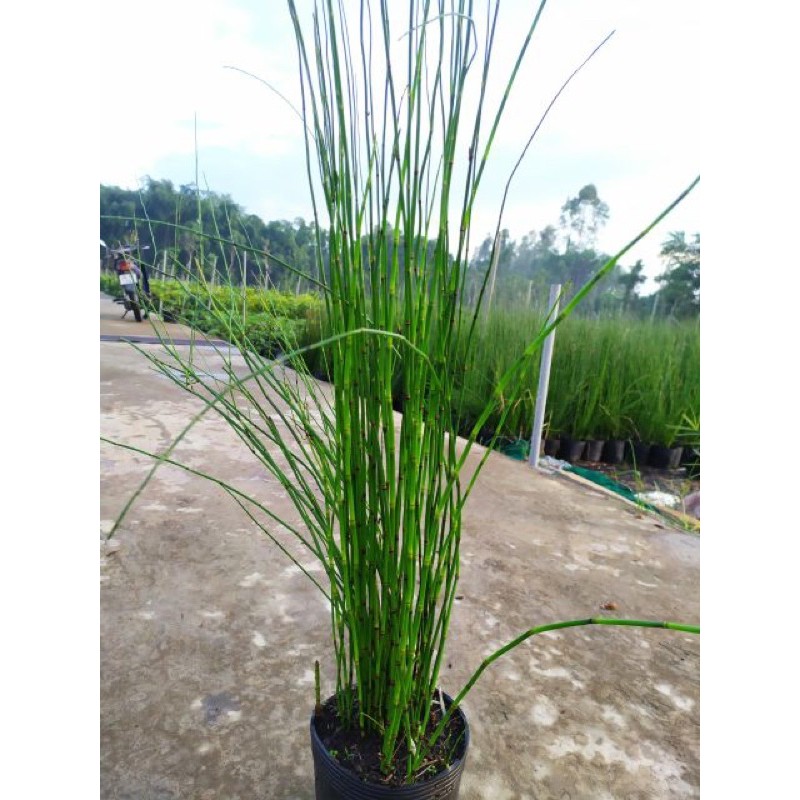 Cây thiền trúc