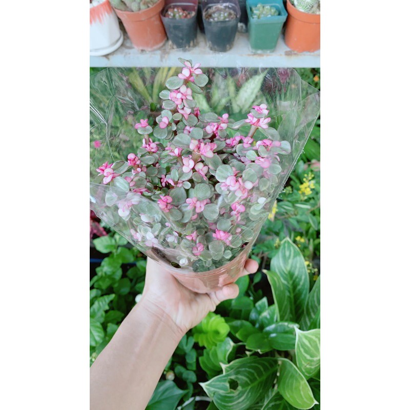 [HCM]Cành Vàng Lá Ngọc (Do La Hong)