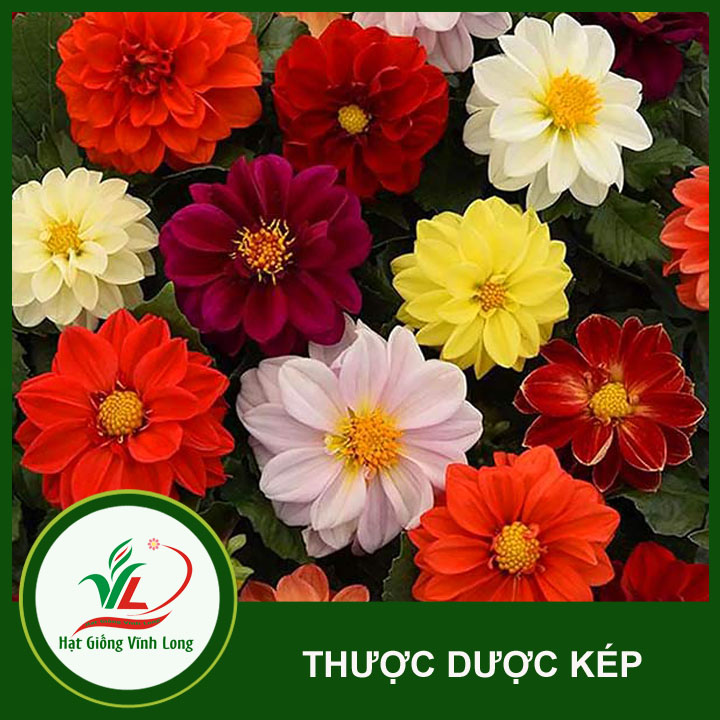 Hạt giống hoa Thược dược kép RD 894 - 0,1g
