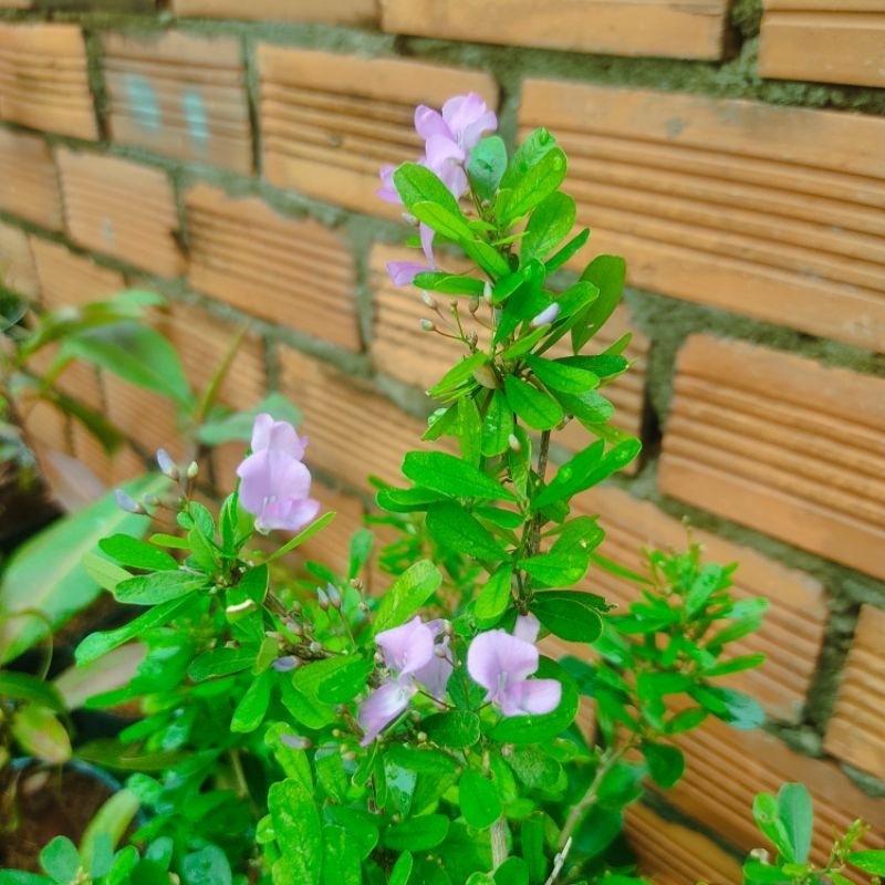 Cây hoa Linh sam siêu hoa lá lớn,cây phong thủy