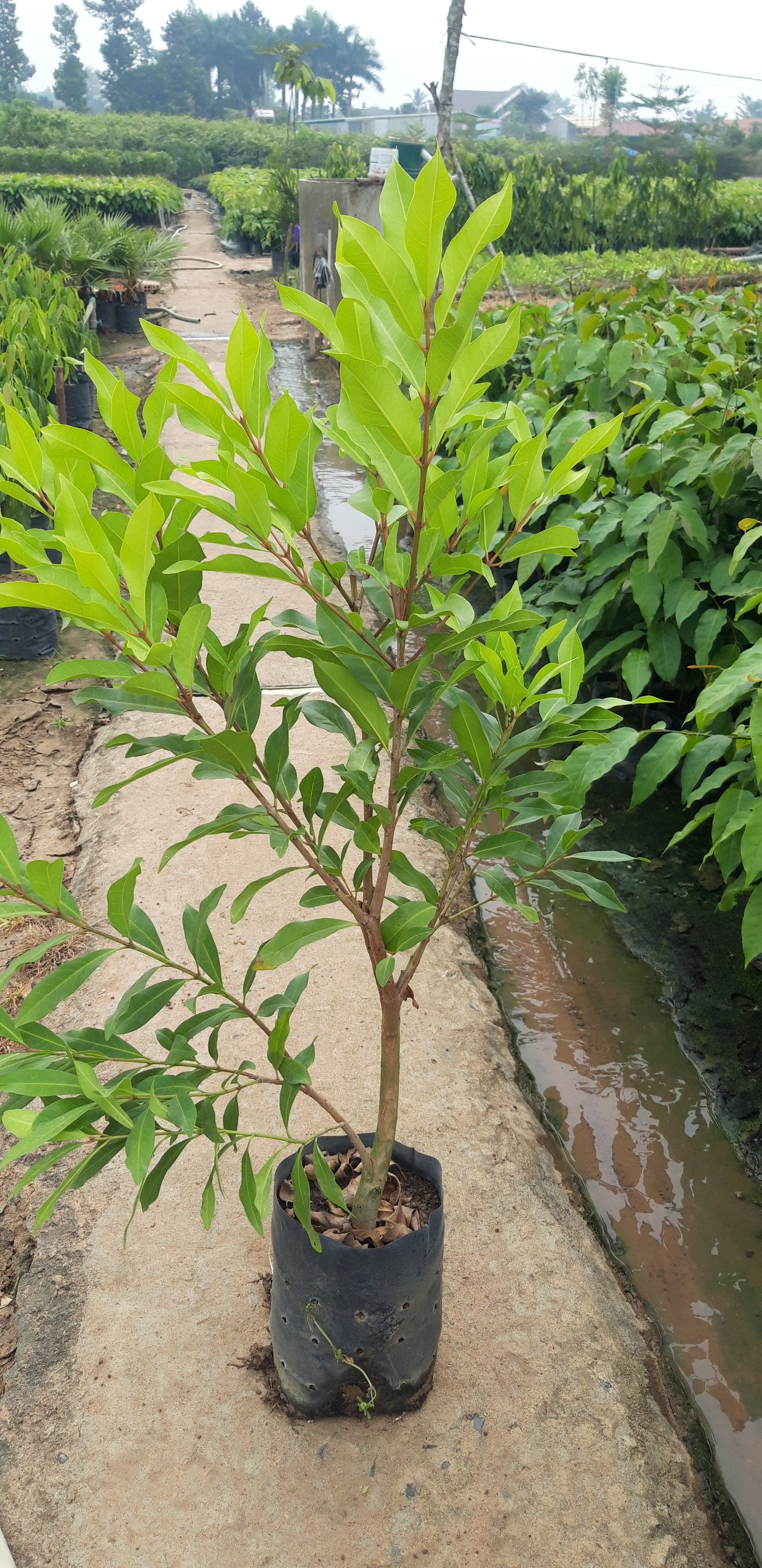 cây giống Vải không hạt