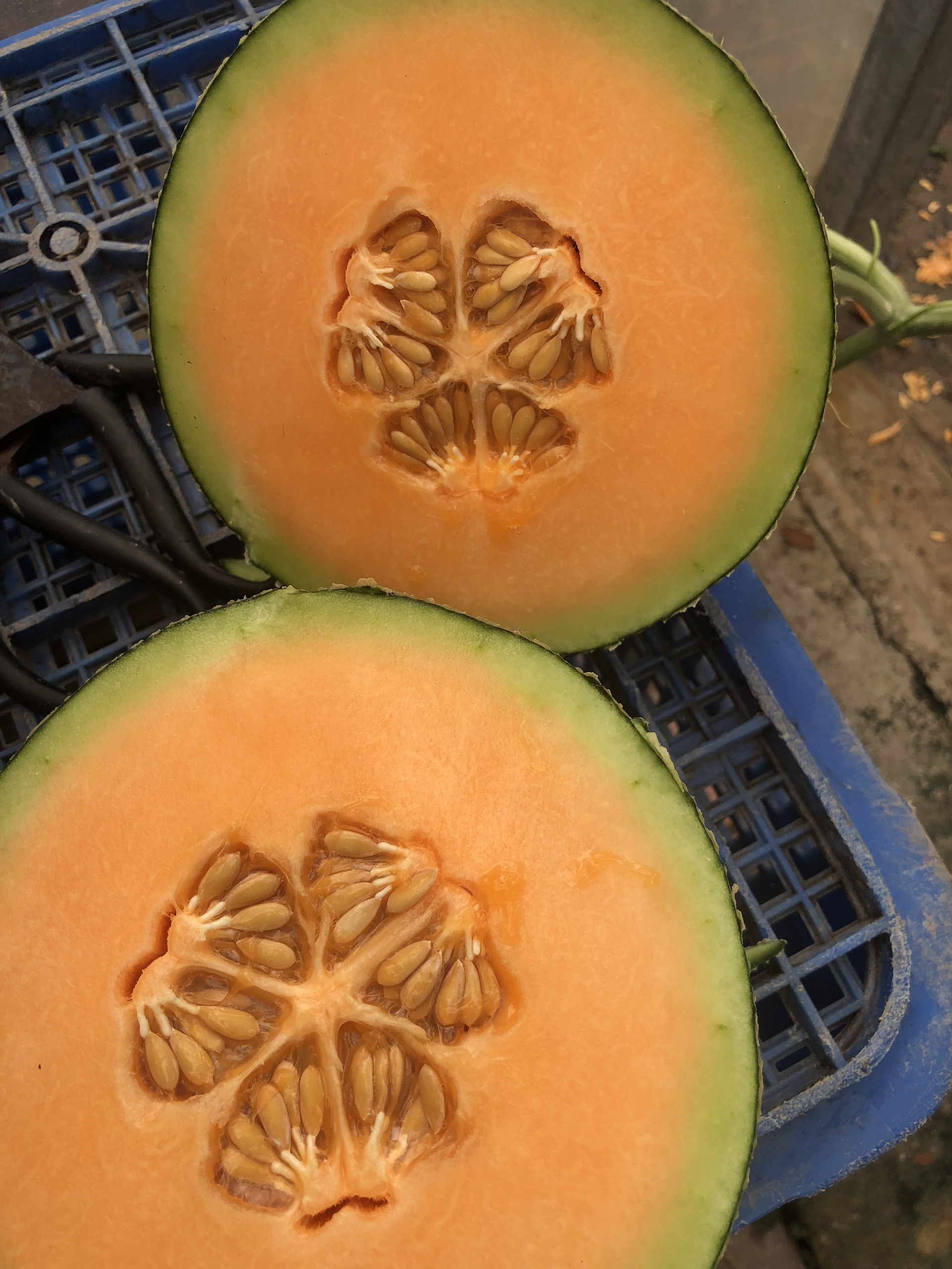 Hạt giống dưa lưới ONE Siêu Ngọt, Trái Nặng, Lưới Đều_KIEUFARM