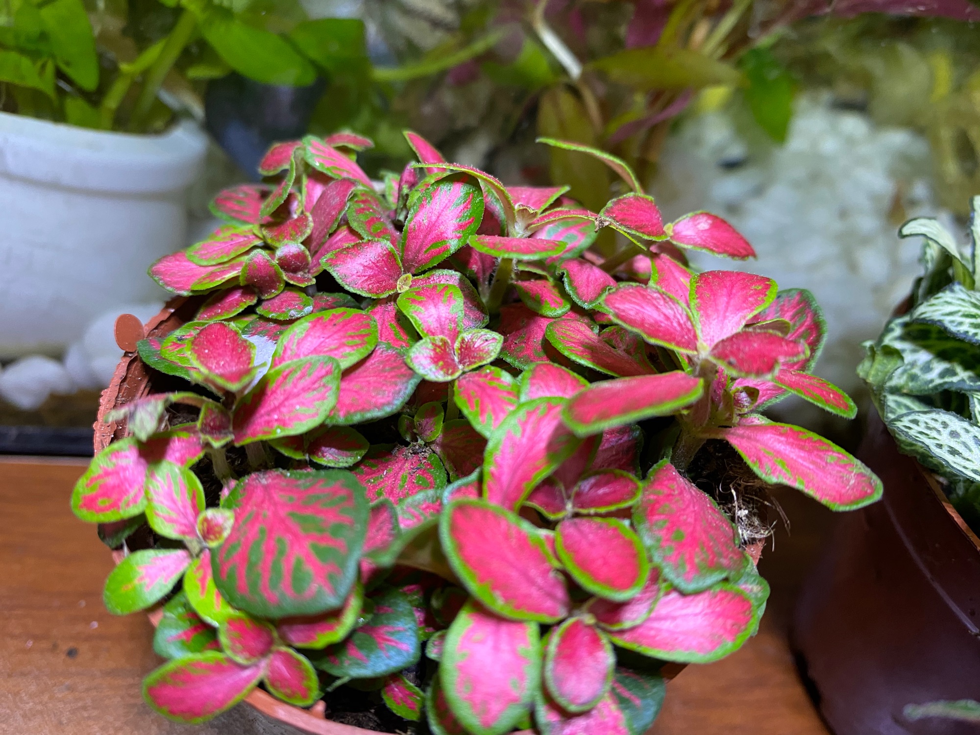 LÁ MAY MẮN FITTONIA - GIÁ SIÊU RẺ