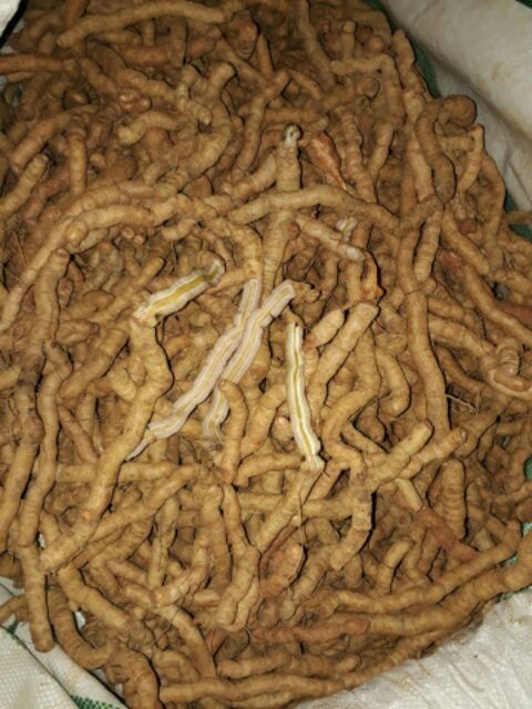 Ba Kích Tím Rút Lõi Sẵn ( hút chân không 0,5kg)