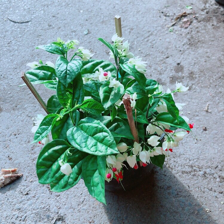 [HCM]Hoa Ngọc Nữ