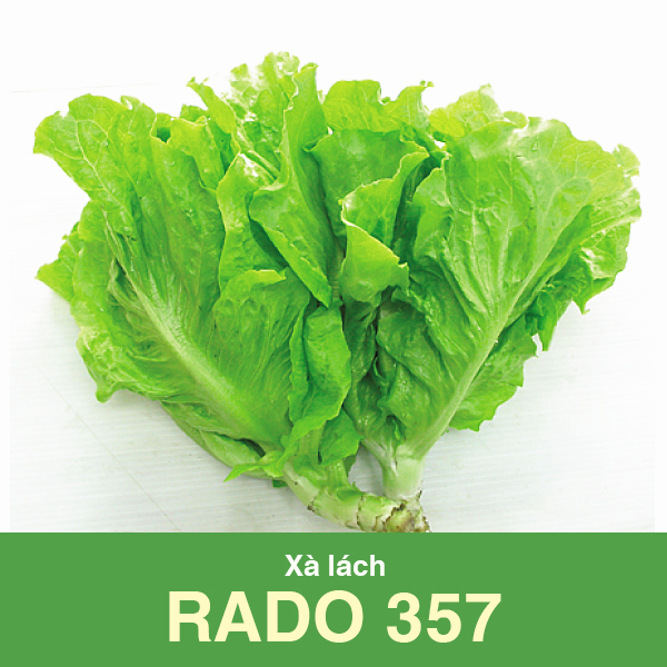 Hạt Giống Xà Lách Rado 357 (10gr)