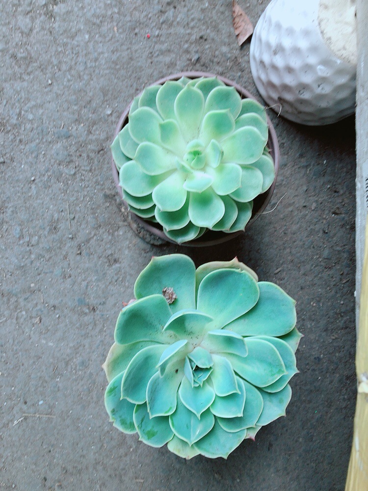 Sen Đá Size Trung 35k/cây