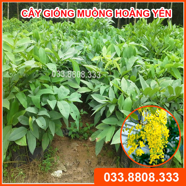 Com bo 2 Cây Giống Muồng Hoàng Yến - Cây hoa vàng đẹp rực rỡ